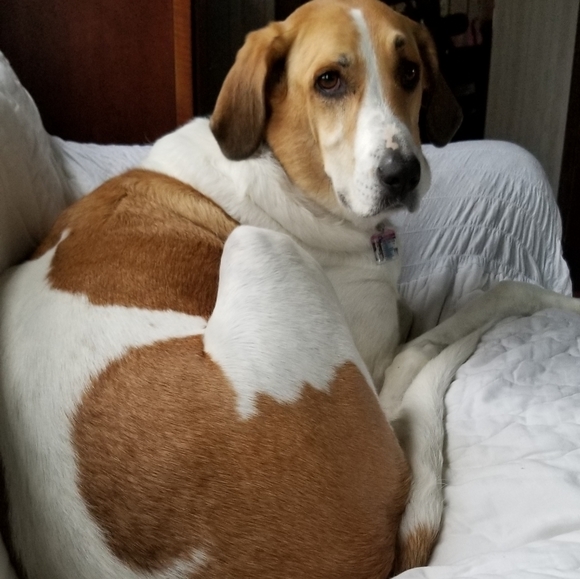 💗 Posh Ambassador! Fast & 5 ⭐⭐⭐⭐⭐ Seller! 💗 - Picture 7 of 8